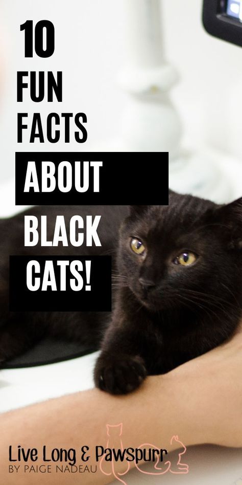 Black Cat Personality, Black Cat Adoption, Black Cat Superstition, All Black Cat, 10 Fun Facts, Cat Advice, Black Cat Aesthetic, Black Cat Lover, Cat Info