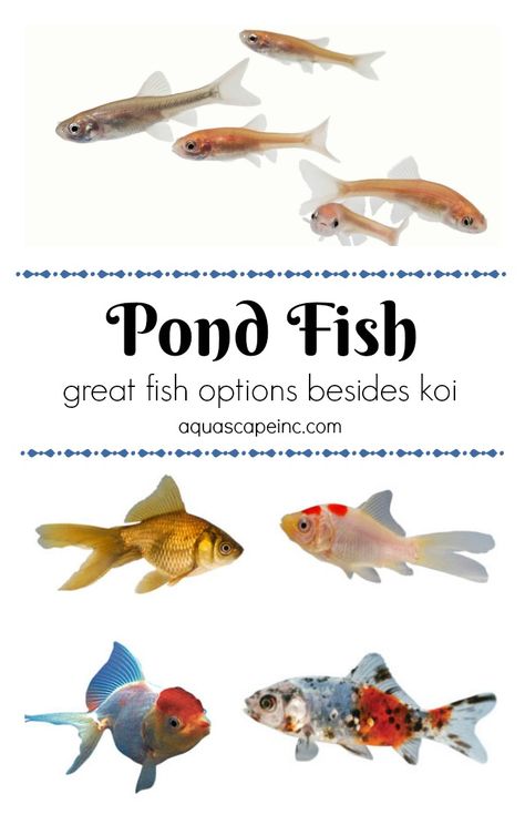 For Your Water Garden - Other Pond Fish to Enjoy Besides Koi Small Fish Pond, Fish Ponds Backyard, Diy Ponds Backyard, Koi Pond Design, Patio Pond, Goldfish Pond, Building A Pond, Backyard Pond, Garden Pond Design