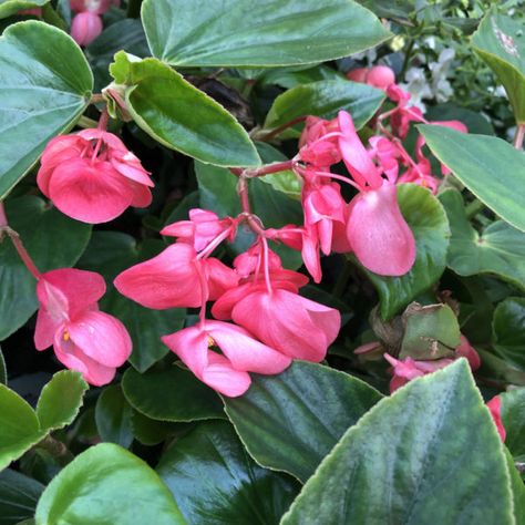 BEGONIA_DRAGON_WING_PINK_BEGONIA_ANGELWING_GC_BEGDP_02 Dragon Wing Begonia, Begonia Dragon, Pink Begonia, Dragon Wing, Garden Mum, Garden Plan, Hummingbird Flowers, Pink Dragon, Container Design