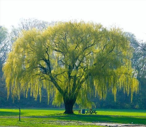 Willow Tree Reference, Old Willow Tree, Willow Tree Art, Weeping Trees, Weeping Willow Tree, Farmhouse Landscaping, Weeping Willow, Pressed Flower Art, Tree Hugger