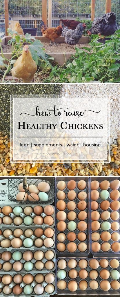 Keep your chickens (and eggs!) healthy and clean with this complete guide to feed, supplements, water, and housing that will make chicken-keeping a fun and easy task that results in healthy birds and healthy food for you. Vegetables For Chickens To Eat, Calcium For Chickens, Chicken Supplements, Chicken Coupe, Food For Chickens, Chicken Facts, Eggs Healthy, Homestead Animals, Chicken Diet