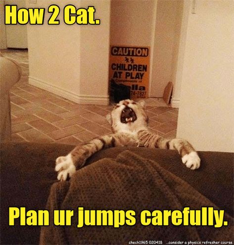 How 2 Cat. Image Chat, Cat Sleeping, Crazy Cat, Cat Owners, Funny Animal Pictures, Animal Photo, Cat Photo, Cat Lady, Cat Memes