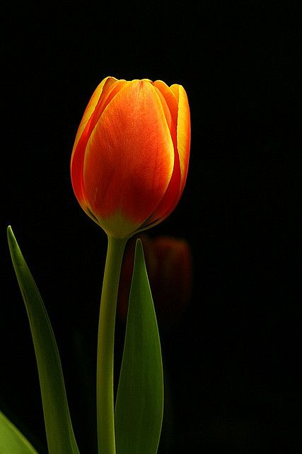 orange tulip at night by Five eyes, via Flickr Green Gables Aesthetic, Anne Of Green Gables Aesthetic, Cake With Edible Flowers, Habenaria Radiata, Wedding Cake Recipes, Tulip Wallpaper, Herb Garden Ideas, Olive Branch Wedding, Glass Photography