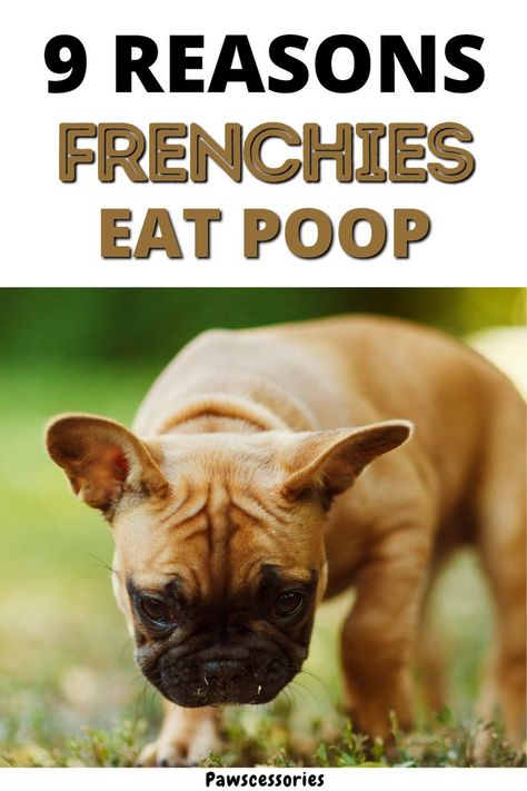 In this post you’ll discover: 9 real reasons why french bulldogs eat their own, as well as other animals, poop When their poop eating is something to be concerned about 5 tips to help reduce, or completely stop, a frenchies poop eating (sometimes tip #3 is the only way to kick the habit) And much, much more. New Puppy Checklist, Puppy Checklist, French Bulldog Breed, Toy Bulldog, French Bulldog Facts, Hip Injuries, French Bulldog Funny, Frenchie Mom, Frenchie Bulldog