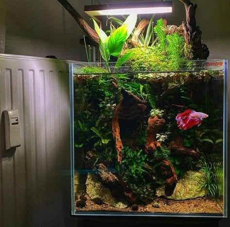 Betta Fish Tank Ideas, Fish Tank Themes, Aquarium Garden, Fish Tank Terrarium, Cool Fish Tanks, Diy Fish Tank, Aquascape Design, Fish Tank Design, Betta Aquarium