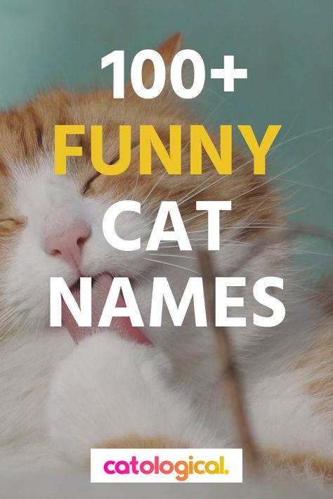 Name Cat Ideas, Male Cat Names Unique List, Weird Cat Names, Female Cat Names Unique, Male Cat Names Unique, Cat Names Female, Cat Names Funny, Cat Names List, Best Cat Names