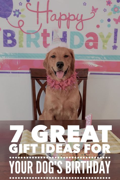 7 Great Gift Ideas for Your Dog's Birthday. Get you purse out ready to treat your pooch to some super goodies this year. Dog Bday Gift Ideas, What To Do For Your Dogs Birthday, Birthday Gifts For Dogs, Dog Birthday Gifts Ideas, Dog Birthday Present Ideas, Birthday Gift Ideas Diy, Dog Birthday Ideas, Birthday Wrapping Ideas, Dog Birthday Presents