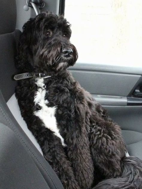 Goldendoodle Black, Poodle Mix Breeds, Oodles Of Doodles, Black Labradoodle, Family Friendly Dogs, Dog Haircuts, Hybrid Dogs, Calm Dogs, Purebred Dogs