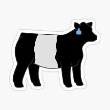 Belted Galloway Gifts & Merchandise | Redbubble Belted Galloway Cows Art, Belted Galloway Cows, Galloway Cattle, Cow Mask, Belted Galloway, Cow Art Print, Scottish Cow, Show Cattle, Sheep Breeds