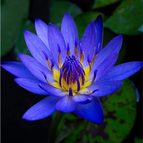 AmazonSmile : Planterest - Nymphaea King Blue Hardy Water Lily Rhizome Live Aquarium Plant BUY2GET1FREE … : Garden & Outdoor Blue Water Lily, Lily Images, Hairstyle Color, Blue Lotus Flower, Live Aquarium Plants, Aesthetic Gym, Shayari Urdu, Live Aquarium, Water Lilly