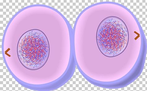 Cytokinesis Mitosis, Cytoplasm Drawing, Animal Cell Drawing, Membran Sel, Animal Cells, Middle School Science Experiments, Family Tree Art, Picture Drawing, Rock Cycle