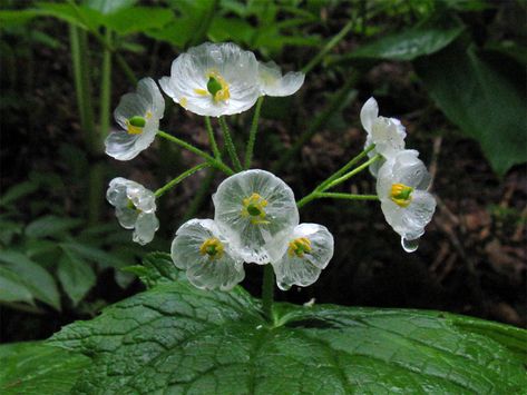 The “Skeleton Flower” Turns From White to Translucent When Exposed to Water Diphylleia Grayi, Skeleton Flower, Home Design Magazines, Weird Plants, Mini Bonsai, Transparent Flowers, Rain Garden, Blooming Plants, Rare Flowers