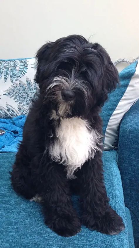 100+ Best Tibetan Terrier Dog Names - The Paws Dog Name Ideas, Tibet Terrier, Dog Breed Names, Female Dog Names, Best Dog Toys, Tibetan Terrier, Fancy Dog, Havanese Dogs, Funny And Cute