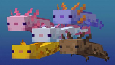 Axolotl Colors, Minecraft Axolotl, Mobs Minecraft, Axolotl Cute, Birth Colors, Bangunan Minecraft, Minecraft Drawings, Minecraft Mod, Minecraft Pictures