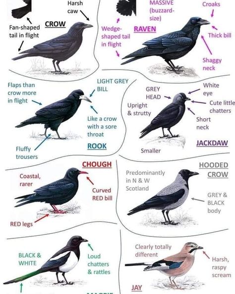 Crow House Diy, Farm Livestock, Types Of Birds, Bird Identification, Animal Reference, Jackdaw, Crows Ravens, Animal Facts, Backyard Birds