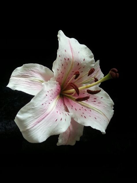 Oriental lily. Flowers Black Background, Lily Wallpaper, Flower Icons, Nothing But Flowers, Flower Therapy, Arte Inspo, Sugar Flowers, Flower Pictures, Pretty Flowers