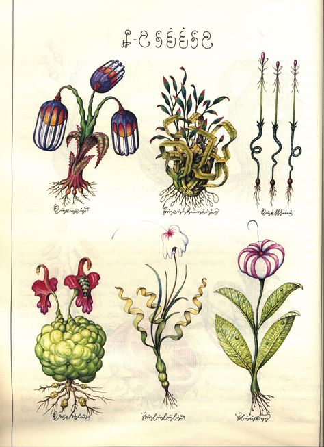 Codex Seraphinianus Codex Seraphinianus Book, Luigi Serafini, Codex Seraphinianus, Alien Plants, Illustration Botanique, Natural Form, Plant Drawing, Scientific Illustration, Botanical Drawings