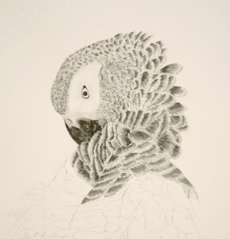 African Grey WIP... - Parrot Forum - Parrot Owner's Community African Grey Parrot Sketch, African Grey Parrot Drawing, African Grey Tattoo, African Grey Parrot Tattoo, Maya Tattoo, Gray Parrot, Parrot Tattoo, Senegal Parrot, Parrot Drawing