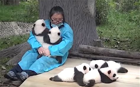 Help Wanted: Professional Panda Cuddler (We’re Not Joking) - Good News Network - Once you discover "panda cuddler" is an actual job title, you may have to rethink your career plans. Professional Cuddler, Board Panda, Wedding After Party, Help Wanted, Career Planning, Animal Sanctuary, Baby Panda, Future Goals, Vet Tech