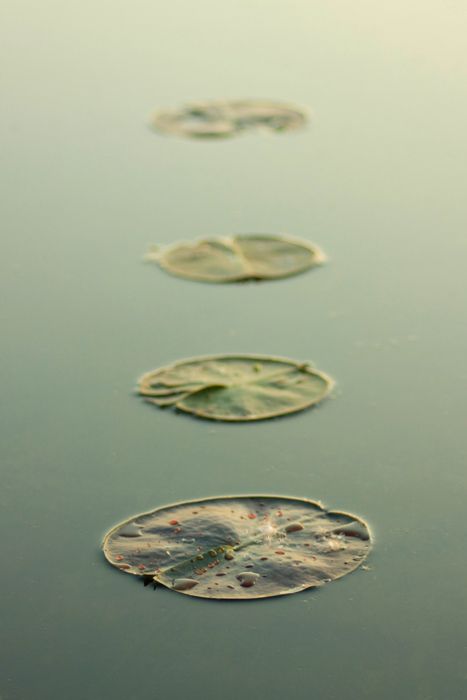 still Macro Photography Nature, Ochako Uraraka, Plant Photography, Lily Pond, Minimalist Photography, Water Lily, Zen Garden, Water Lilies, Life Photography