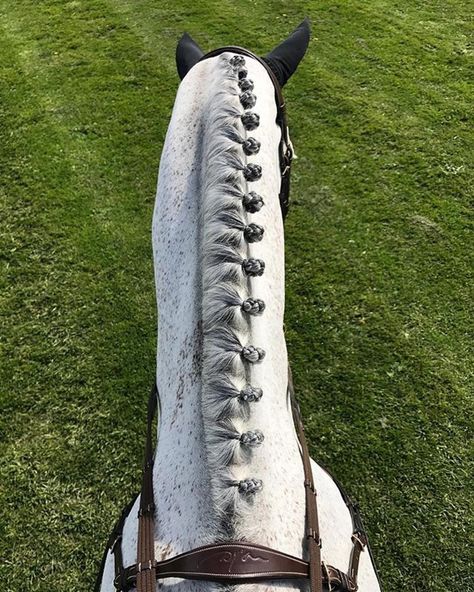 English Horseback Riding, Horse Mane Braids, Horse English, Horse Hair Braiding, Horse Braiding, Equestrian Aesthetic, Horse Ears, Horse Mane, Riding Horse