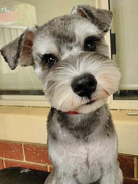 Miniature Snauzer Haircut, Mini Schnauzer Haircut, Miniature Schnauzer Dogs, Miniature Schnauzer Grooming, Mini Schnauzer Teddy Bear Haircut, Schnauzer Grooming Styles, Mini Schnauzer Grooming Haircuts, Schnauzer Grooming Styles Faces, Schnauzer Cut