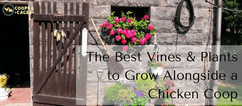 Ideas For Chicken Coop, Vines Ideas, Chicken Coop Winter, Ideas For Chicken, Passionfruit Vine, Vines Plants, Plants Vines, Fast Growing Vines, Creeping Vines