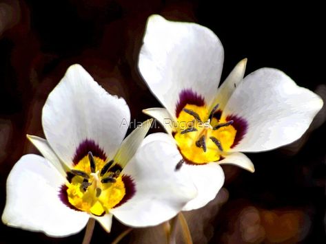 Botanical Reference, Sego Lily, Mariposa Lily, State Flowers, White Petals, Nevada Usa, Senior Project, Beautiful Flowers Photos, Sandy Soil