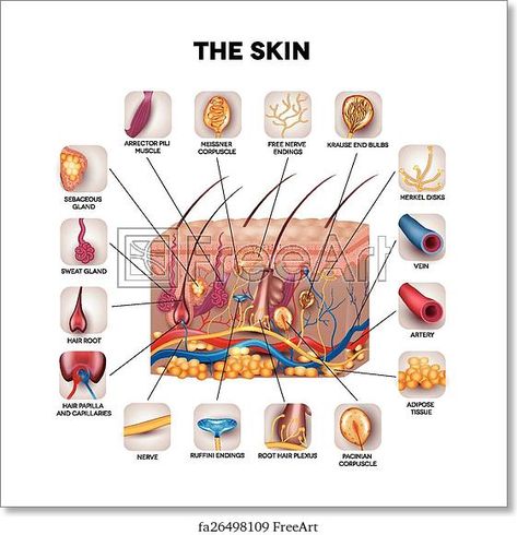 Free art print of Skin anatomy Anatomy Artwork, Skin Anatomy, Hair Vector, Hair Logo, Human Body Systems, Free Art Print, Skin Structure, Detailed Illustration, Free Art Prints