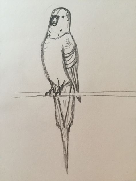 Parakeet sketch by Natalie Melkowski Parakeet Drawing, Parakeet Painting, Cute Parakeet Drawing, Lineolated Parakeet, Parakeet Watercolor Painting, Art Projects, Art Drawings, Humanoid Sketch, Drawings