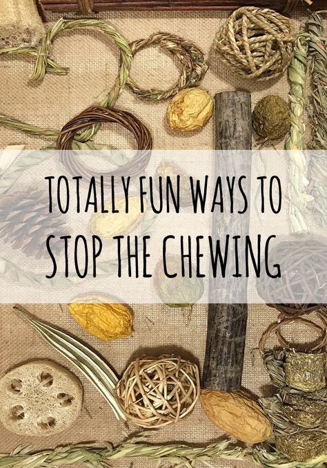 Bunny Chew Toys Diy, Bunny Chew Toys, Chinchilla Diy, Bunny Enrichment, Rex Rabbits, Bunny Tips, Rabbit Chew Toys, Mini Rex Rabbit, Straw Broom