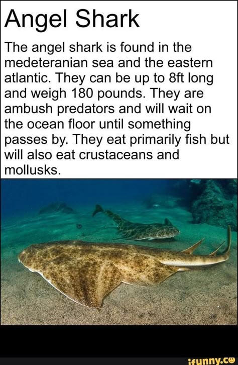 Fun Facts About Sharks, Facts About Sharks, Shark Board, Silly Sharks, Oceanography Marine Biology, Shark Stuff, Shark Species, Ocean Stuff, Save The Sharks