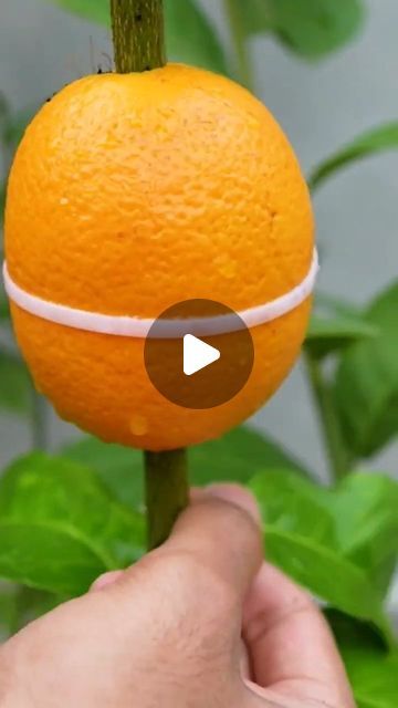 Indoor Fruit Trees, Broken Pot Garden, Growing Vegetables In Pots, Garden Hacks Diy, Grafting Plants, Stop And Smell The Flowers, Indoor Water Garden, Self Watering Plants, Plant People