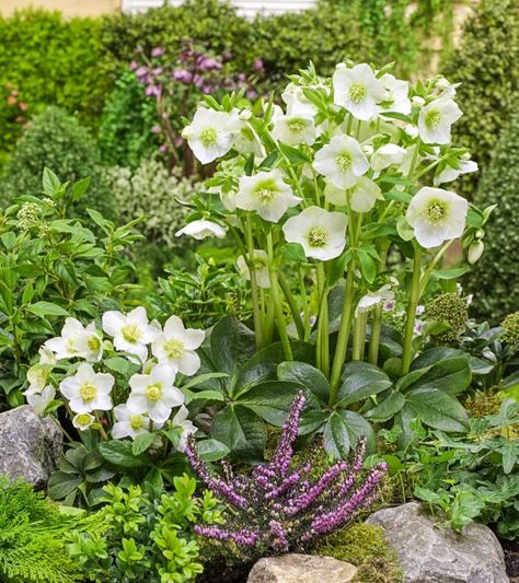 Hellebores In Landscape, Hellebores Flower, Amazing Garden Ideas, Hellebore Flowers, Hellebore Flower, Part Shade Plants, Flower Borders, Creative Garden Decor, Coastal Garden