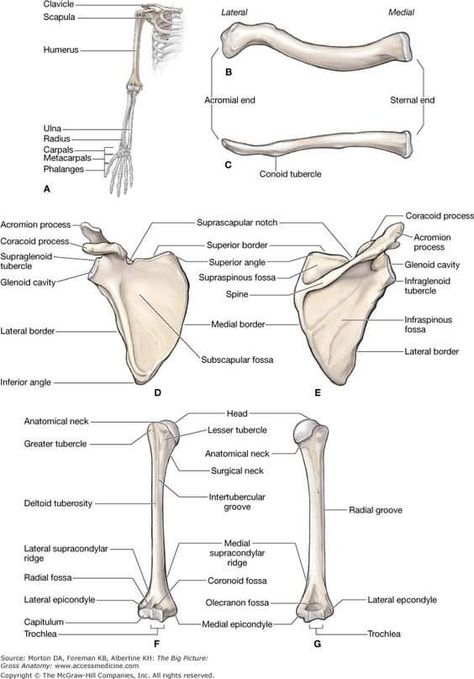 Upper Limb Bones, Limb Anatomy, Upper Limb Anatomy, Shoulder Anatomy, Anatomy Education, Human Skeletal System, Human Skeleton Anatomy, Anatomy Bones, Gross Anatomy