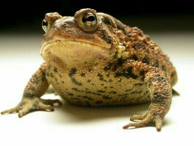 Land Turtles, Funny Frogs, Frog And Toad, Reptiles And Amphibians, Animal Companions, The Princess And The Frog, Amphibians, Toad, In The Woods