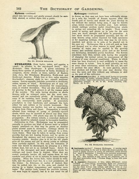 Hydrangea and More Dictionary of Gardening Page ~ Free Vintage Graphics Old Encyclopedias, Vintage Clip Art, Papel Vintage, Hydrangea Garden, Botanical Illustration Vintage, Old Design, Black And White Vintage, Garden Journal, Vintage Printable