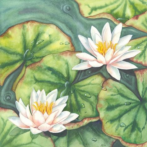 Water Lilies (watercolour on paper) by Lynne Henderson #lynnehendersonarts #waterdrops #pond #waterlilies #lilypads #flowerpainting #watercolour Lilypad Painting Acrylic, Watercolour Water Lily, Lilypad Drawing Easy, Lilypads Art, Lilypad Watercolor, Lilypad Painting, Lilypad Drawing, Lilypad Tattoo, Lily Pad Drawing