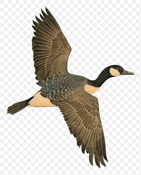 Goose Illustration Vintage, Goose Flying, Duck Vector, Goose Illustration, Duck Flying, Flying Goose, Fly Drawing, Flying Duck, Duck Illustration