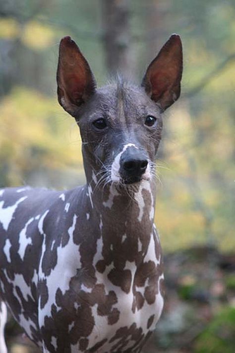 The Peruvian Inca Orchid is a type of South American hairless dog similar to the Xolo. Standing about 25 inches at the shoulder, and weighing 25 - 50 lbs. Clever, intelligent and calm. Peruvian Hairless Dog, Mexican Hairless Dog, Hound Breeds, Rare Dog Breeds, Hairless Dog, Rare Dogs, Love My Dog, Animal Planet, An Animal