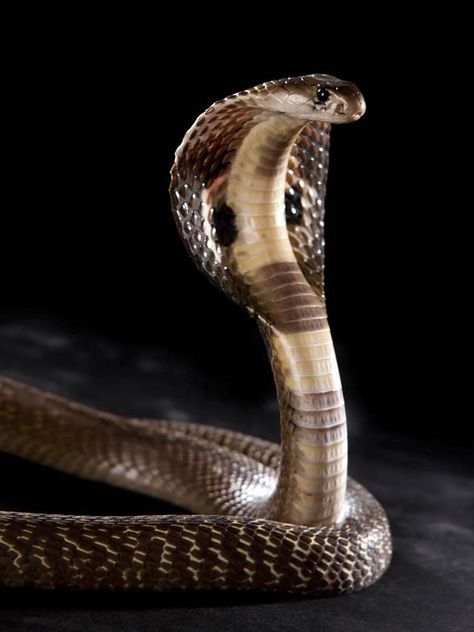 Snake Pic, Cobra Photography, Pics Of Snakes, Indian Cobra, King Cobra Snake, Snake Photos, Cobra Art, Animal Adaptations, Lion Photography