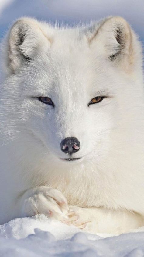 Arctic Fox Art, Fox Pictures, Fox Spirit, Arctic Animals, Arctic Fox, Pretty Animals, Fox Art, Cute Fox, Animal Gifs