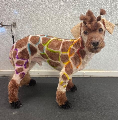 Giraffe Dog Dye, Giraffe Dog Grooming, Poodle Dyed Hair, Dyed Dogs, Toy Poodle Haircut, Dog Boarding Ideas, Rainbow Giraffe, Dog Hair Dye, Goldendoodle Grooming