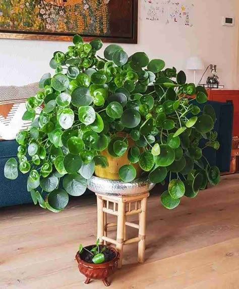 Peperomia Plant, Plant Styling, Plant Goals, Pilea Peperomioides, Plant Mama, Houseplant Care, Plant Care Houseplant, Chinese Money Plant, Money Plant