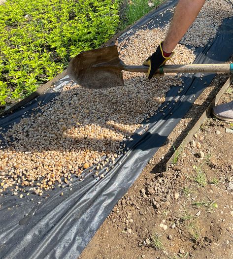 Everything you need to know about Pea Gravel: Gardens and Beyond!– Chrissie Home and Design Pea Gravel Calculator, Garden Ideas Gravel, Pea Shingle Patio, Pea Gravel Edging, Gravel Pathways In Garden, Pea Gravel Side Yard, Pea Shingle Garden Ideas, Pea Gravel Pathway Ideas, Pea Gravel Raised Bed Garden