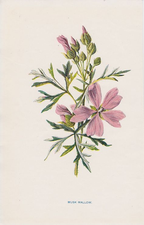 Botanical Printables, Musk Mallow, Mallow Flower, Illustration Book, Vintage Flower Prints, Natural Science, Flowery Wallpaper, Botanical Illustrations, Lithograph Print