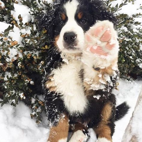 These dogs are beautiful, hardworking and loyal. Burmese Mountain Dogs, Best Dog Names, Bernese Mountain Dog Puppy, Mountain Dog, Bernese Mountain, Brain Training, Cute Dogs And Puppies, Bernese Mountain Dog, Mountain Dogs