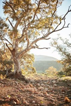 Bush Australia, Australian Countryside, Australian Scenery, Flinders Ranges, Australia Landscape, Australian Trees, Photos Black And White, Eucalyptus Trees, Gum Tree