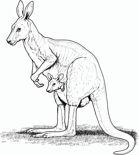 Kangaroo Coloring Page Image Kangaroo Coloring Page, Kangaroo Drawing, Kangaroo Illustration, Kangaroo Art, Red Kangaroo, Rustic Colors, Australian Animals, Animal Coloring, Coloring Pages To Print