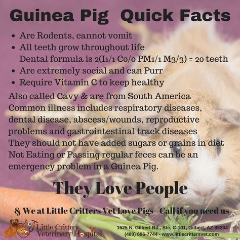 Little Critters Veterinary Hospital - Little Known Facts About Guinea Pigs - Gilbert AZ Guinnea Pig, Pig Facts, Guinea Pig Diet, Vet Tech Student, Guinea Pig Food, Pig Showing, Guinea Pig Diy, Teacup Pigs, Pet Guinea Pigs